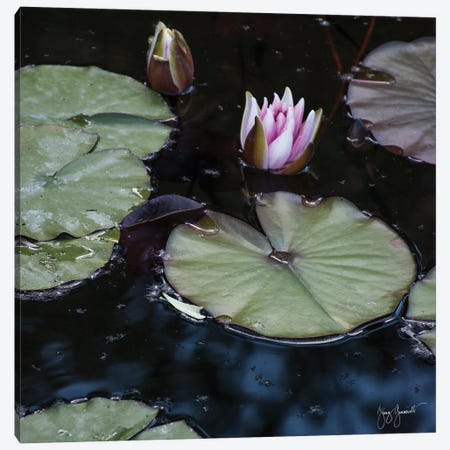 Water Lily Canvas Print #GMS11} by Jenny Gummersall Canvas Art