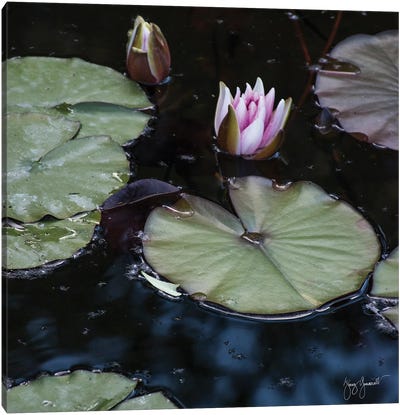 Water Lily Canvas Art Print - Jenny Gummersall