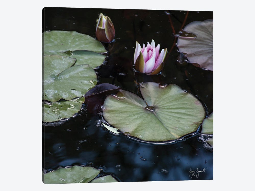 Water Lily by Jenny Gummersall 1-piece Canvas Art Print