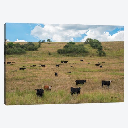 Black Cows And One Red Grazing Canvas Print #GMS13} by Jenny Gummersall Canvas Artwork
