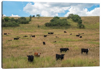 Black Cows And One Red Grazing Canvas Art Print - Jenny Gummersall