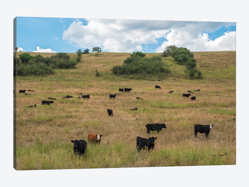 Black Cows And One Red Grazing by Jenny Gummersall 1-piece Canvas Art Print