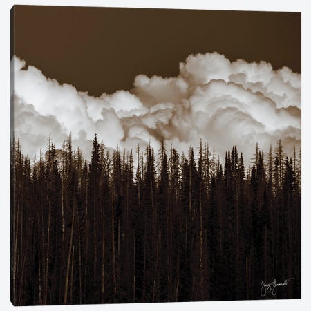 Clouds Over Pine Beatle Trees Canvas Print #GMS22} by Jenny Gummersall Art Print