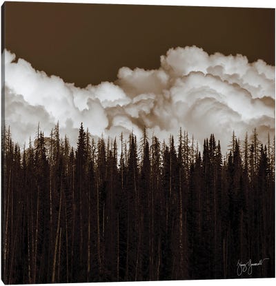 Clouds Over Pine Beatle Trees Canvas Art Print - Jenny Gummersall
