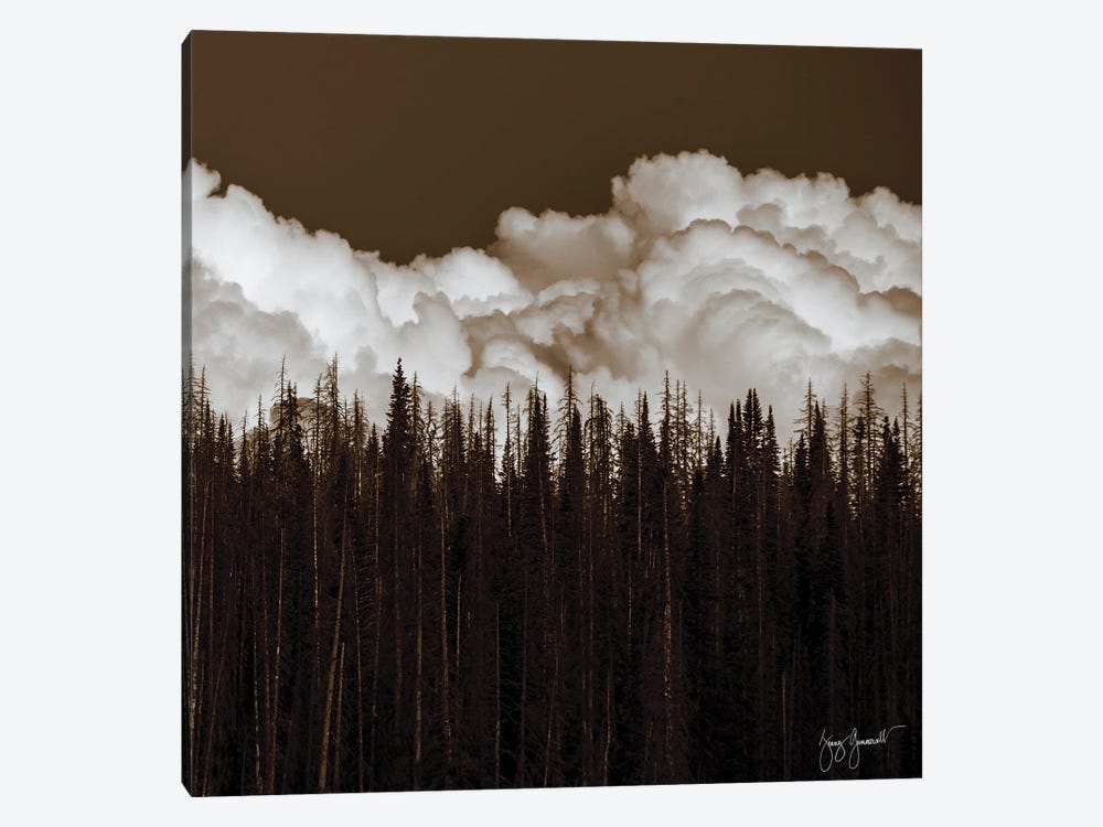 Clouds Over Pine Beatle Trees by Jenny Gummersall 1-piece Art Print