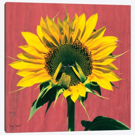 Sunflower Sign Language Canvas Print #GMS24} by Jenny Gummersall Canvas Art