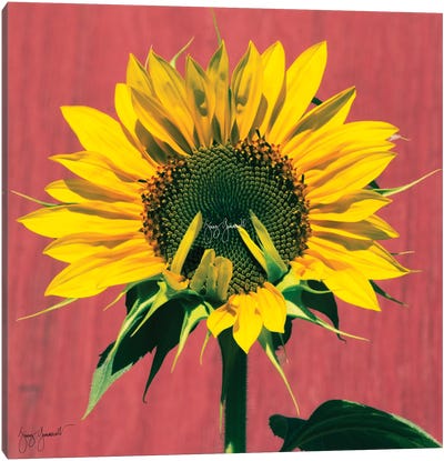 Sunflower Sign Language Canvas Art Print - Jenny Gummersall