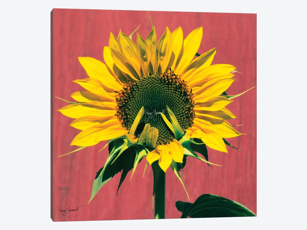 Sunflower Sign Language by Jenny Gummersall 1-piece Canvas Print