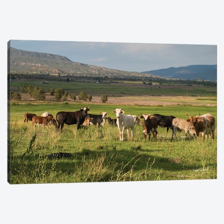 Cows Look Up From Grazing Canvas Print #GMS32} by Jenny Gummersall Canvas Wall Art