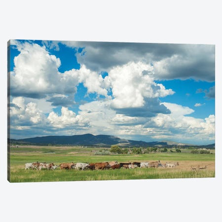 Cows N Calves Run Through North 40 - Clouds Canvas Print #GMS34} by Jenny Gummersall Canvas Art Print