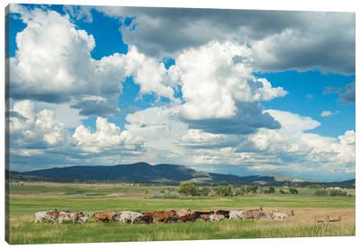 Cows N Calves Run Through North 40 - Clouds Canvas Art Print - Jenny Gummersall