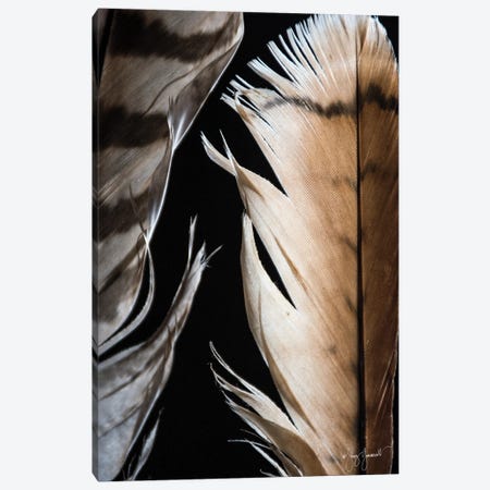 Two Feathers V 94 Canvas Print #GMS37} by Jenny Gummersall Canvas Print