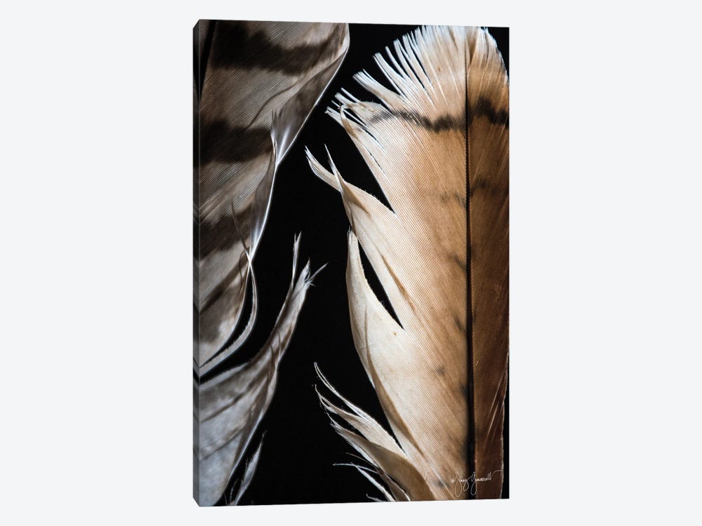 Two Feathers V 94 by Jenny Gummersall 1-piece Canvas Print