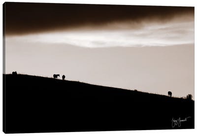 Horses On Hill Silhouetted Canvas Art Print - Jenny Gummersall