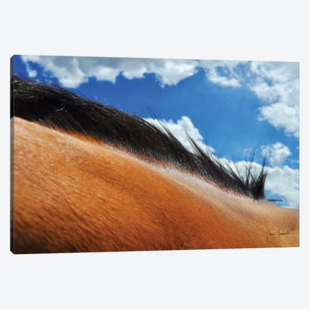Kings Mane Color Canvas Print #GMS40} by Jenny Gummersall Canvas Print