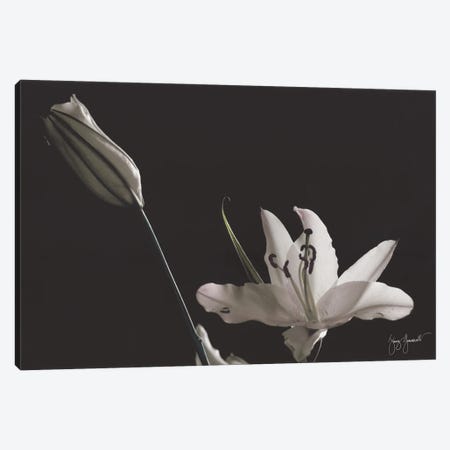Two Lilies Hand Colored Canvas Print #GMS64} by Jenny Gummersall Canvas Artwork