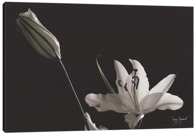 Two Lilies Hand Colored Canvas Art Print - Jenny Gummersall