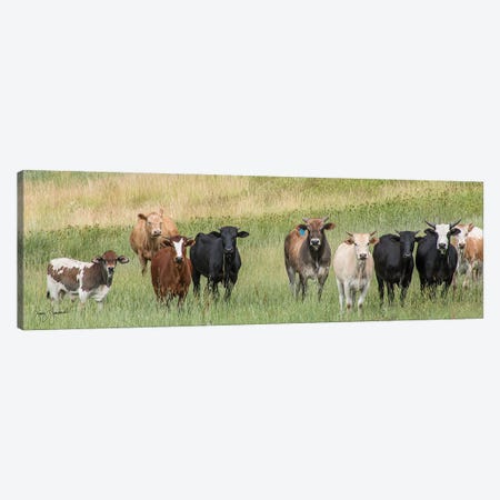 Nine Cows Canvas Print #GMS65} by Jenny Gummersall Canvas Wall Art