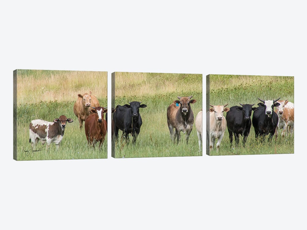 Nine Cows by Jenny Gummersall 3-piece Canvas Artwork