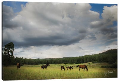 Wilderado Horses Canvas Art Print - Jenny Gummersall