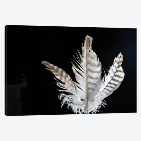 3 Feathers Canvas Print #GMS77} by Jenny Gummersall Art Print