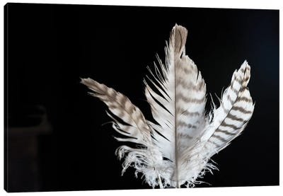 3 Feathers Canvas Art Print - Jenny Gummersall
