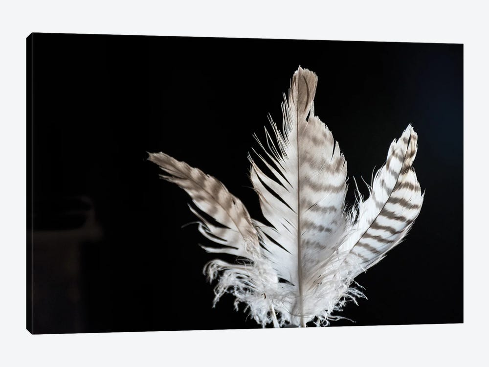 3 Feathers by Jenny Gummersall 1-piece Art Print