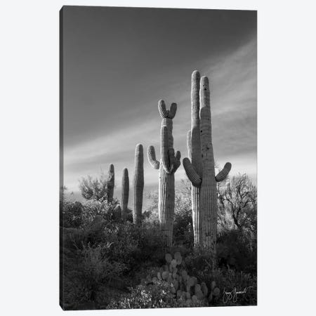 Saguaro Line Canvas Print #GMS8} by Jenny Gummersall Canvas Print