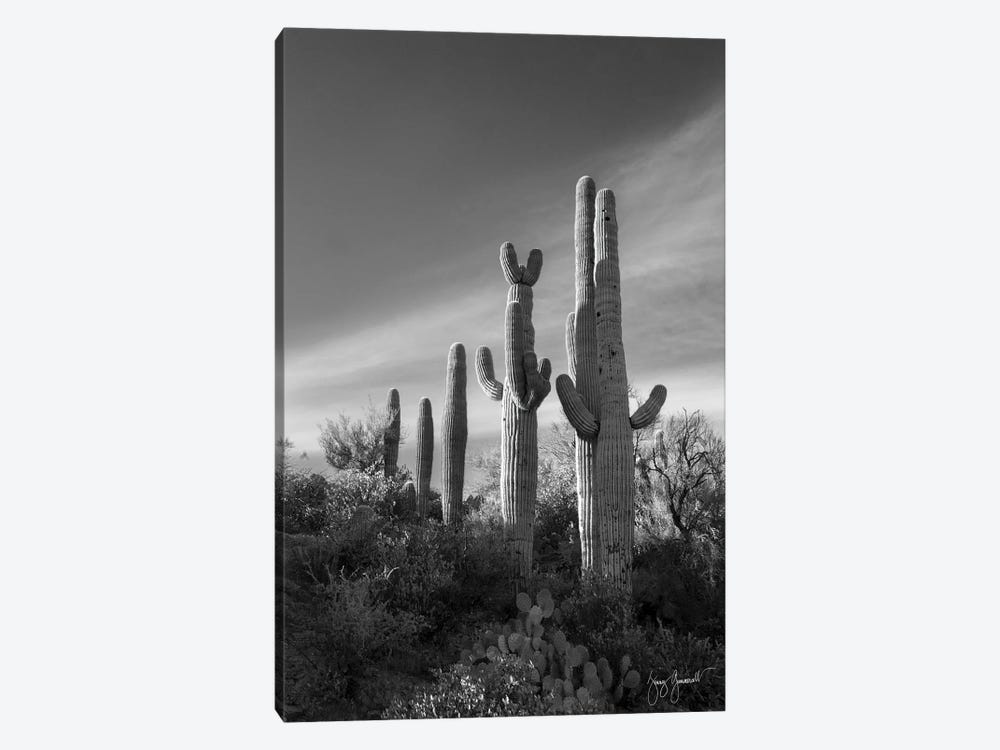 Saguaro Line by Jenny Gummersall 1-piece Canvas Art Print