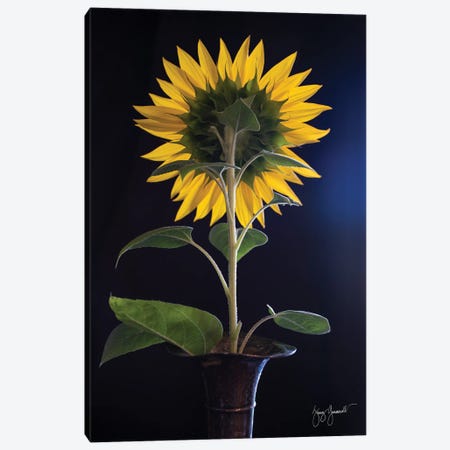 Sunflower Back Canvas Print #GMS9} by Jenny Gummersall Art Print