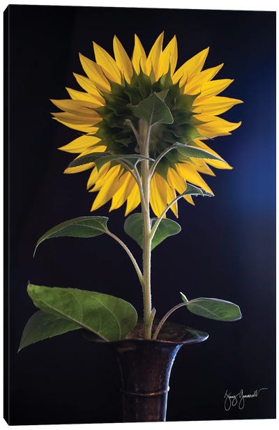 Sunflower Back Canvas Art Print - Jenny Gummersall