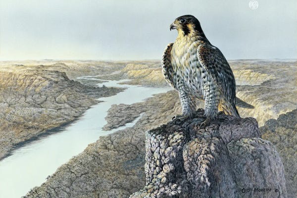 Cliffs: A Watchful Eye by Geoff Mowery