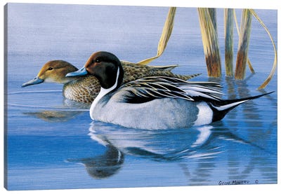 Pintails At Daybreak Canvas Art Print - Duck Art