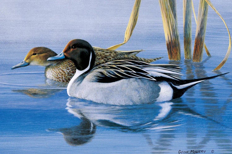Pintails At Daybreak by Geoff Mowery wall art