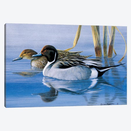 Pintails At Daybreak Canvas Print #GMW21} by Geoff Mowery Canvas Art Print
