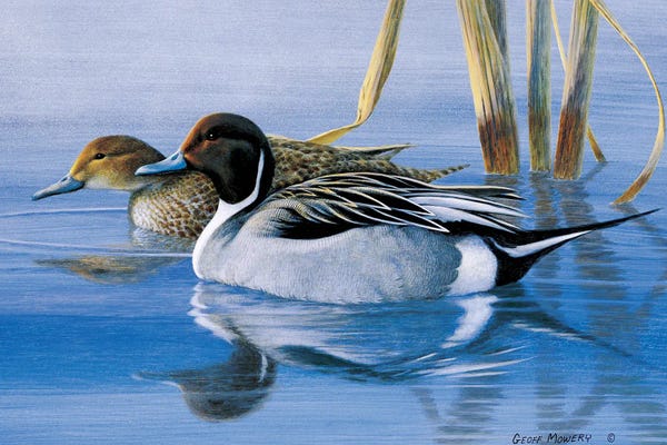 Rustic Décor: Pintails At Daybreak by Geoff Mowery