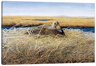 Speckled Eider On The YK Delta Canvas Art Print - Marsh & Swamp Art
