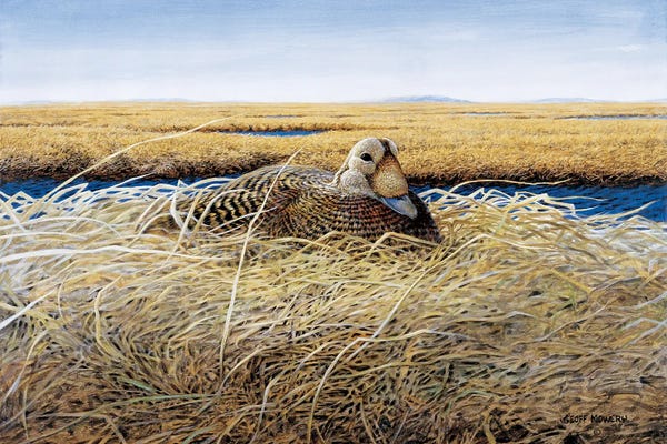 Marshes & Swamps: Speckled Eider On The YK Delta by Geoff Mowery