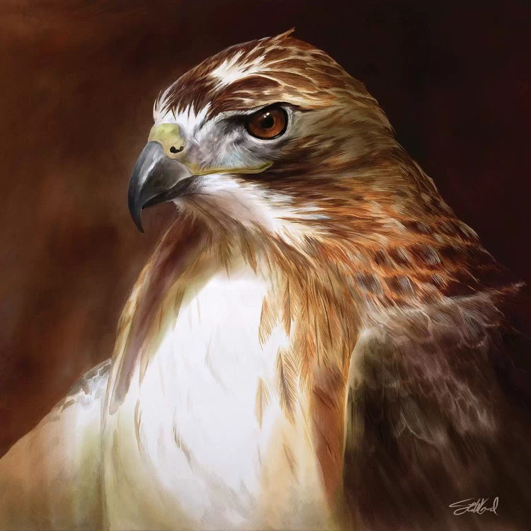 Red Tailed Hawk Portrait