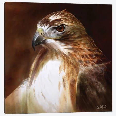 Red Tailed Hawk Portrait Canvas Print #GOA21} by Steve Goad Canvas Wall Art