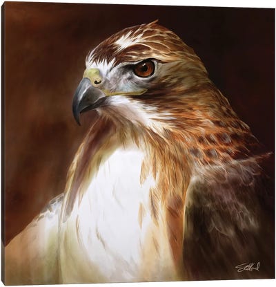 Red Tailed Hawk Portrait Canvas Art Print - Buzzard & Hawk Art