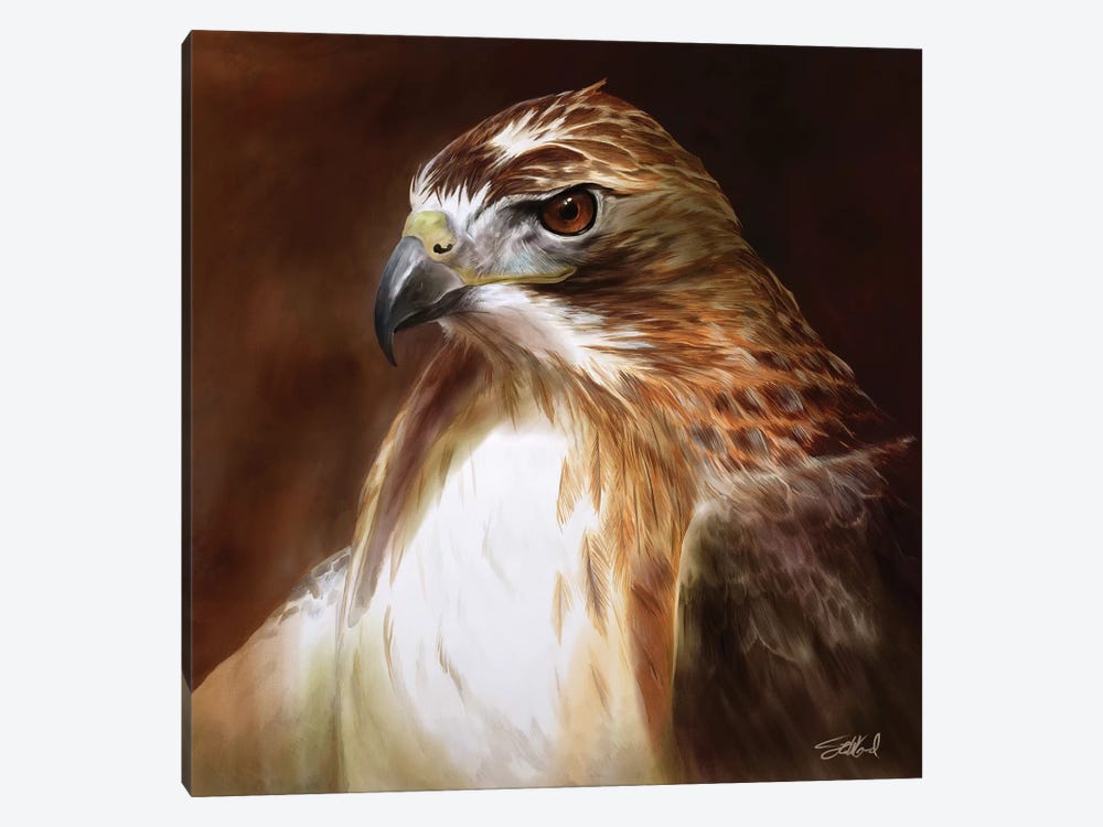 Red Tailed Hawk Portrait by Steve Goad 1-piece Canvas Wall Art
