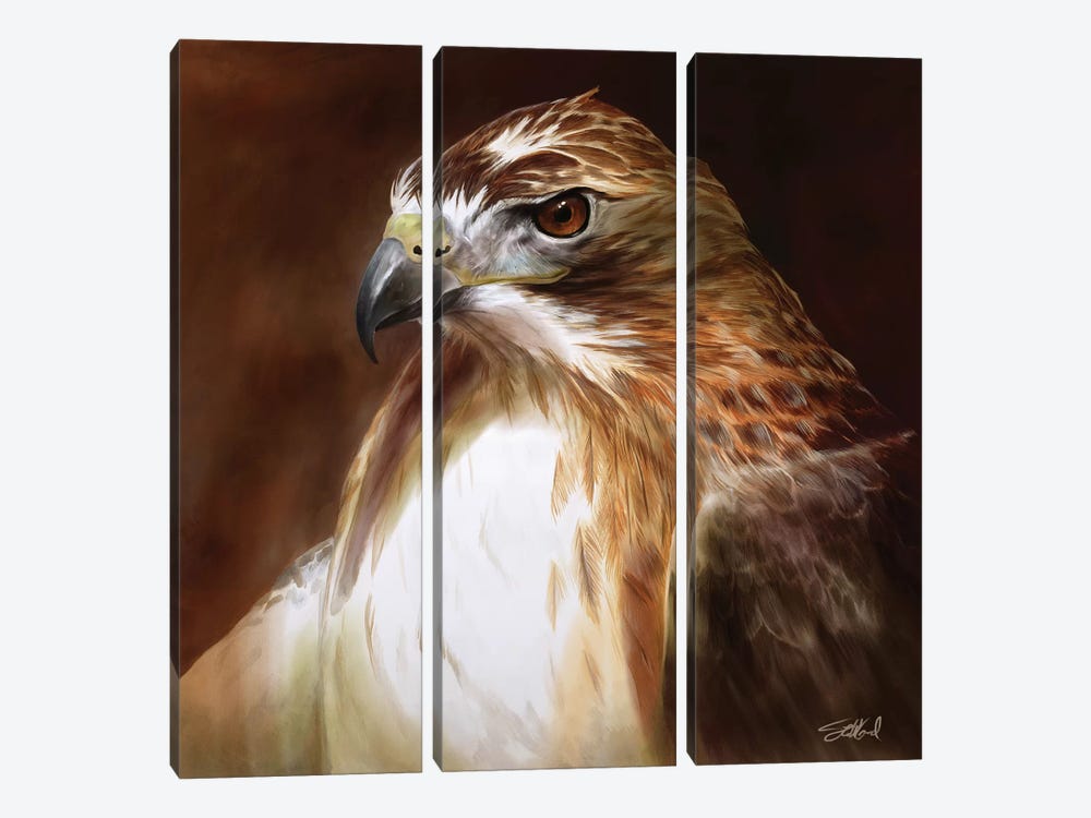 Red Tailed Hawk Portrait by Steve Goad 3-piece Canvas Artwork