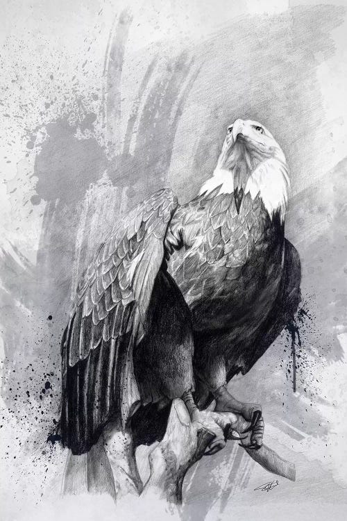 Bald Eagle Drawing