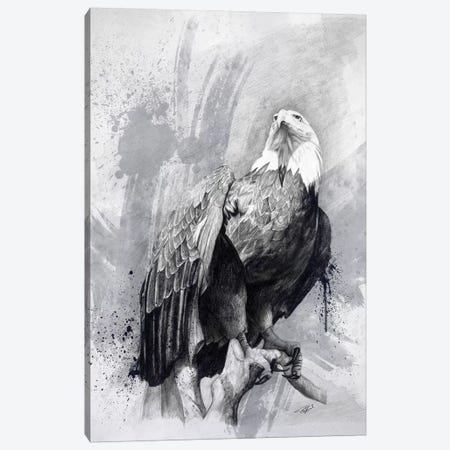 Bald Eagle Drawing Canvas Print #GOA3} by Steve Goad Canvas Wall Art