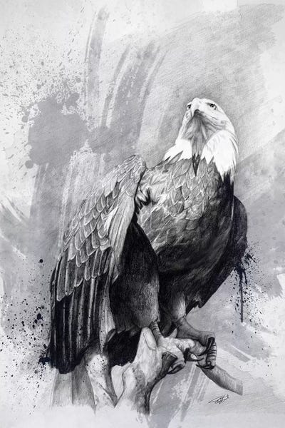 Steve Goad: Bald Eagle Drawing by Steve Goad