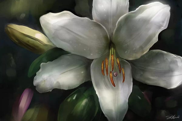 Lilies: Star Gazer by Steve Goad