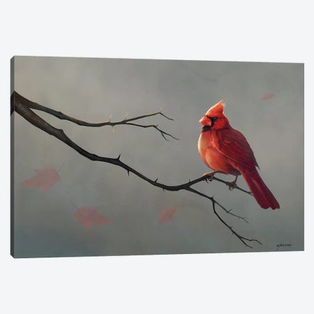 Male Cardinal Canvas Print #GOA55} by Steve Goad Canvas Artwork