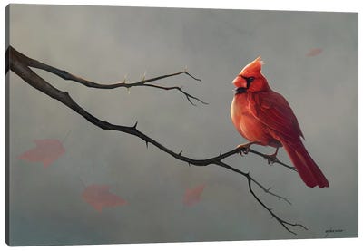 Male Cardinal Canvas Art Print - Steve Goad