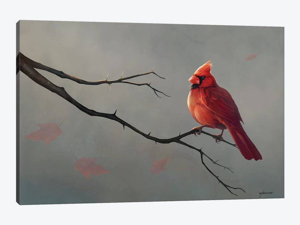 Male Cardinal by Steve Goad 1-piece Canvas Print